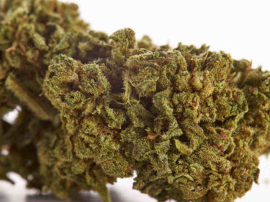 Master Kush CBD - Imagen 6