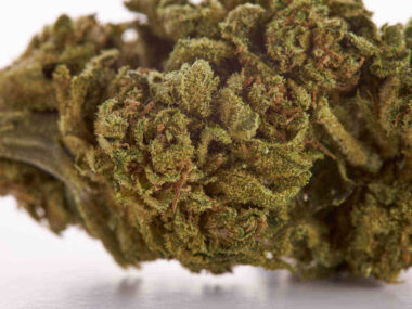 Golden Pack CBD - Imagen 6