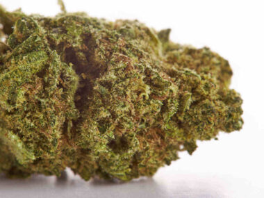 Golden Pack CBD - Imagen 8