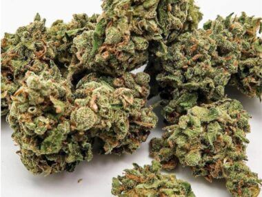 master kush a granel cbd