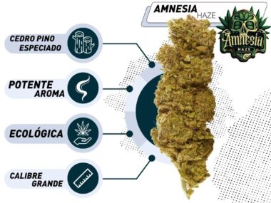 Mejor Amnesia Haze CBD
