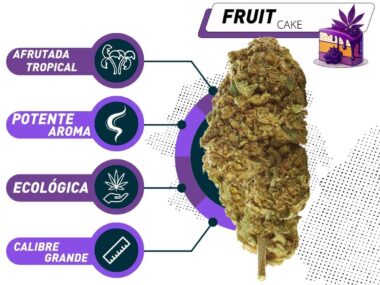 Mejor Fruit Cake CBD