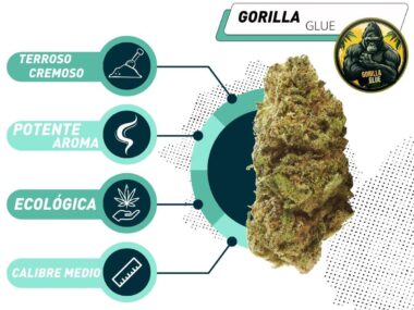 Mejor Gorilla Glue CBD