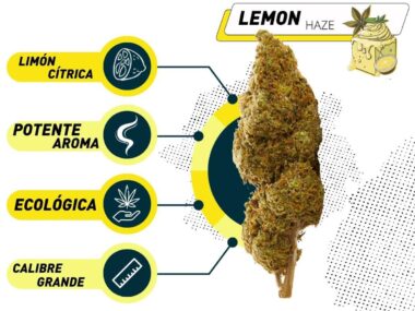 Mejor Lemon Haze CBD