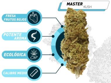 Mejor Master Kush CBD