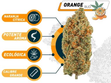 Mejor Orange Bud CBD