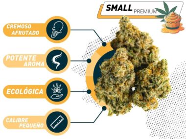 Mejor Small Premium CBD