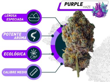Mejor Purple Haze CBD