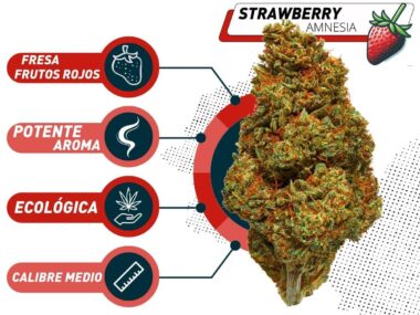 Mejor Strawberry CBD