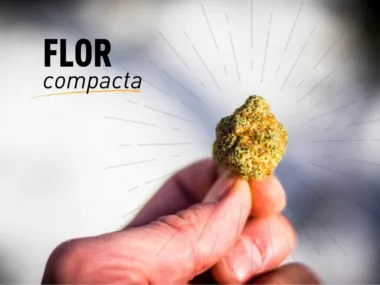 Las mejores flores compactas de cbd