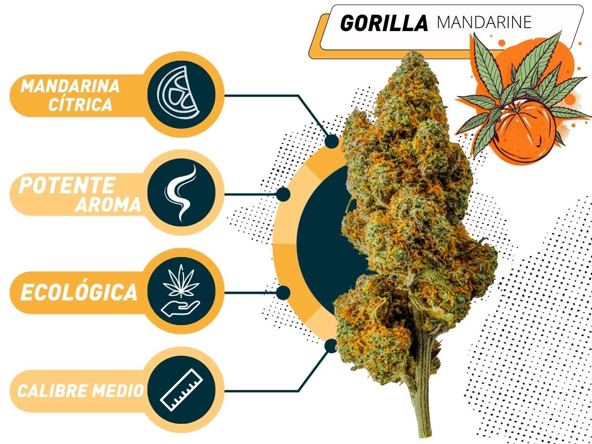 Características de la Gorilla Mandarine CBD