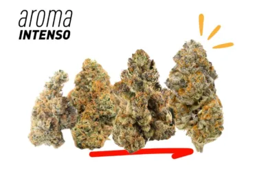 Pequeños cogollos con potente aroma