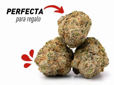 Variedad de CBD para regalar