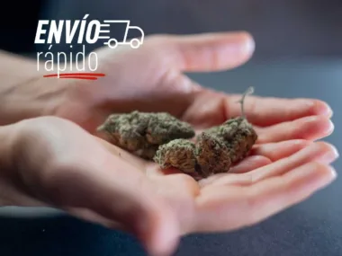 Envíos rápidos de Strawberry Amnesia CBD