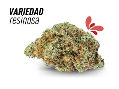 La variedad de Strawberry de cbd con más resina