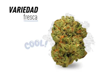 Variedad fresca de la auténtica Amneisa Haze