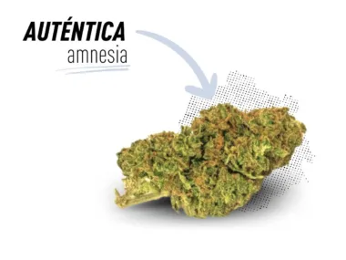 Variedad seleccionada de Amnesia Haze.