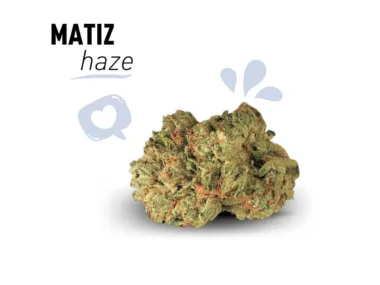 Variedad de Amnesia Haze intensa y fresca.
