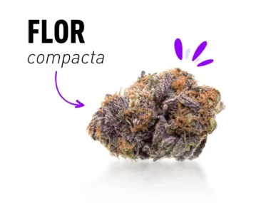El CBD más compacto y resinoso de España