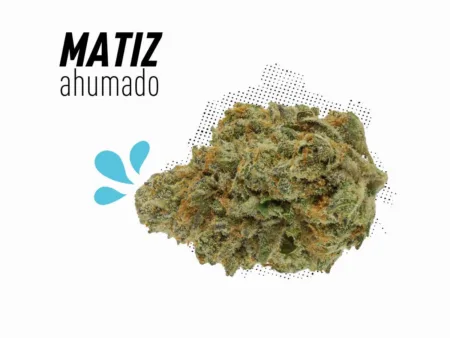 Master Kush con matiz ahumado y flores, te sorprenderá.