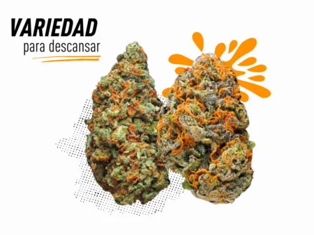 Variedad de CBD de calidad para descansar