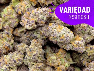 Purple Haze con más resina que podrás encontrar.