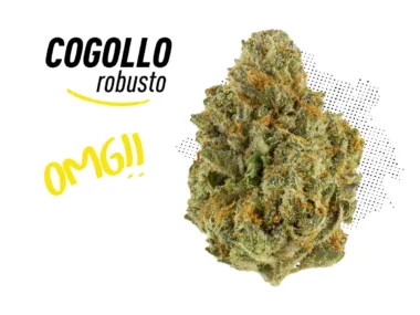 Los mejores cogollos robustos y compactos de CBD España