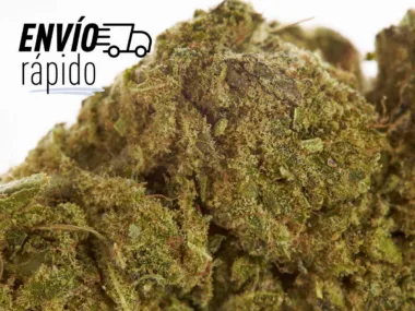 Envíos rápidos para la mejor Amnesia Haze CBD.
