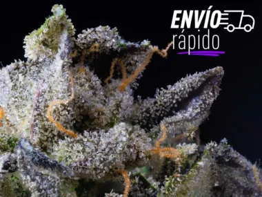 Los envíos más rapidos de CBD españa