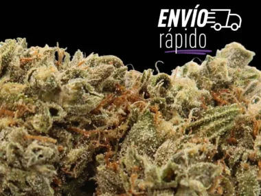 Envíos más rápidos de CBD para la increíble Fruit Cake.
