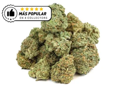 Variedad de Gorilla Glue más vendida y popular.