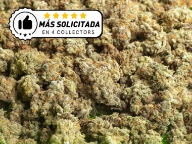 Master Kush más solicitada a domicilio.