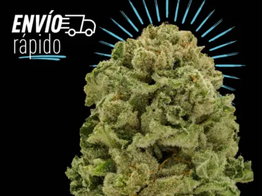 Envíos rápidos para Master Kush de CBD en España.