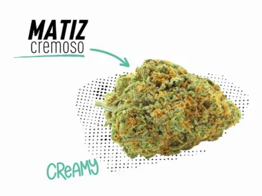 CBD cremoso y dulce.