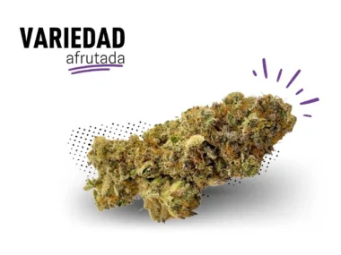 La mejor variedad de Fruit Cake de CBD.