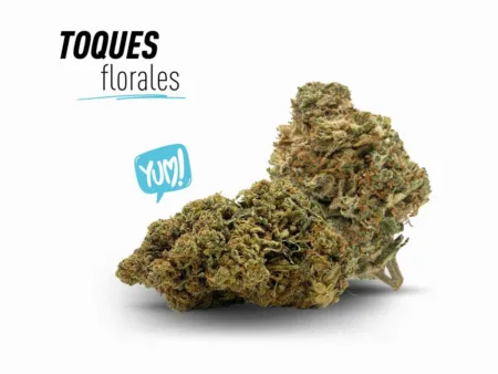 Master Kush de CBD con toques florales.