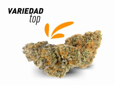 Variedad Orange Bud top