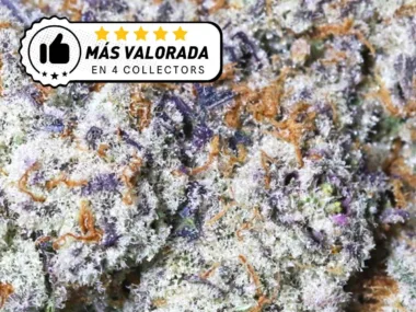 La variedad de Purple Haze más valorada