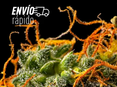 Envíos rápidos de cbd en españa