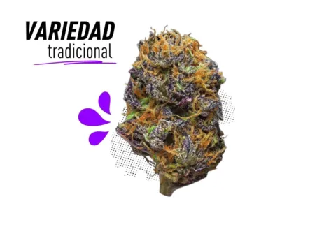 Variedad resinosa tradicional de Purple Haze CBD