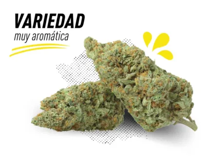 Las variedades más aromáticas de Lemno Haze CBD