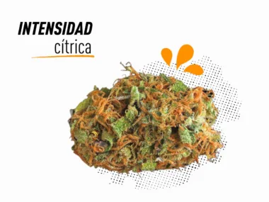 Variedad de CBD con intensidad cítrica