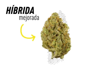 Variedades híbridas mejoradas de CBD
