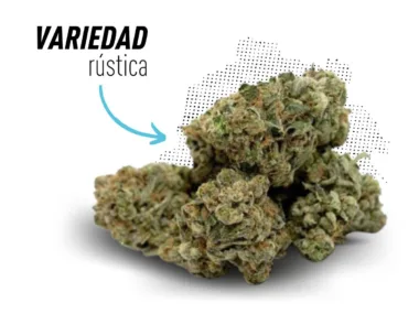 Variedad rústica de CBD de Master Kush. La tradicional.