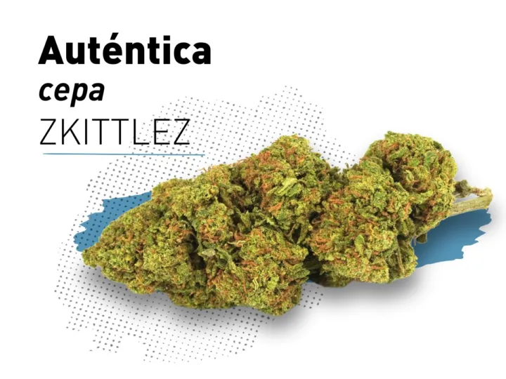 Una vista cercana de las flores de CBD Zkittlez, seleccionadas y secadas cuidadosamente.