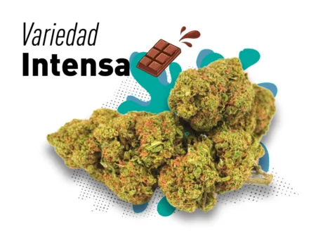 Descubre una flor premium con 13% de CBD, cultivada de manera orgánica para una experiencia única.