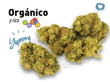 La flor de CBD que combina aroma y un cultivo ecológico sin pesticidas.